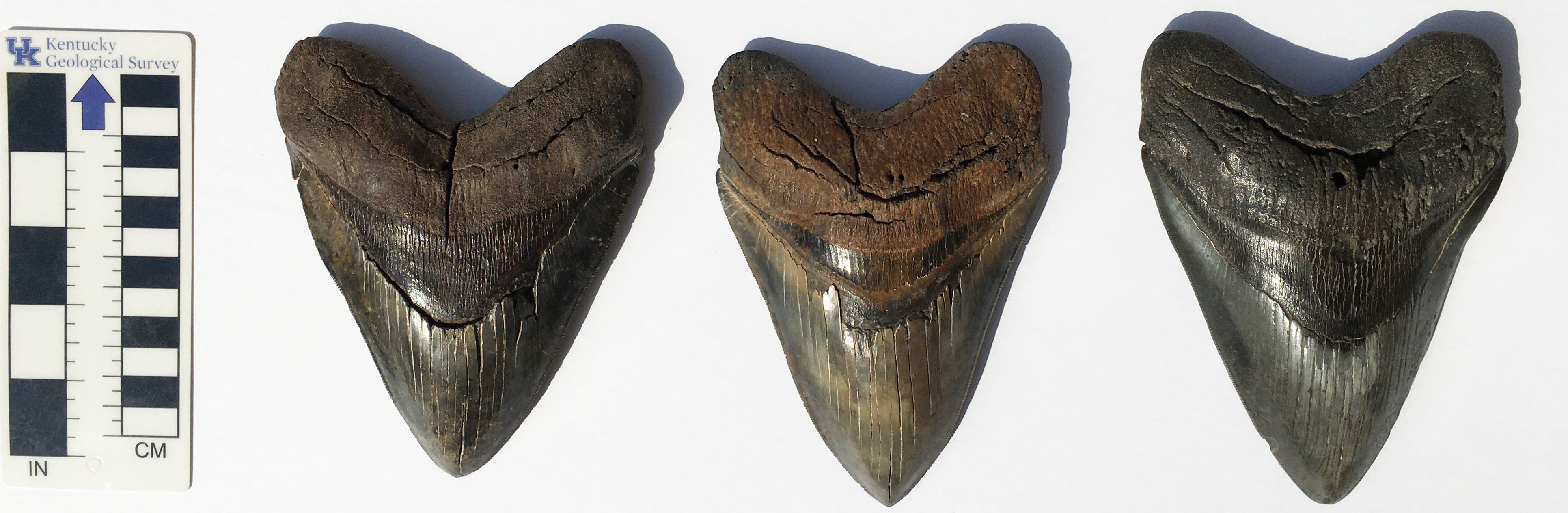 Large megalodon teeth from Miocene deposits of the southeastern United States.